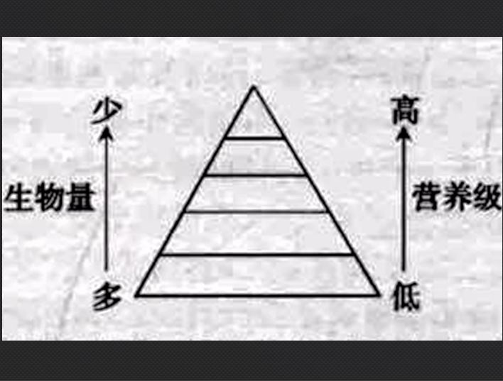 生物量金字塔