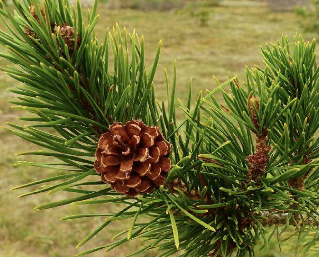 data-lemmaid="8074290">学名 /a>:pinus virginiana)又名北美二针松