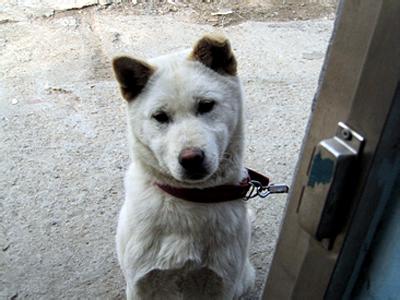  p>珍岛犬是过去 a href="#" data-lemmaid="3826">石器时代 /a>人们