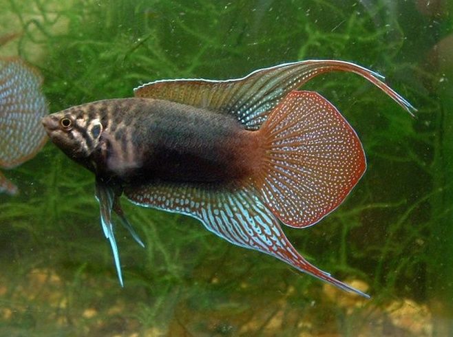  p>圆尾斗鱼(学名:macropodus ocellatus)为 a target="_blank" href=