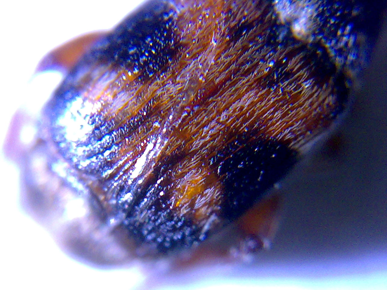  p>绿豆虫学名 a target="_blank" href="/item/象甲/1377210" data