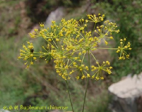  p> b>翅果柴胡 /b>(学名: i>bupleurum alatum /i>)为伞形科柴胡属的
