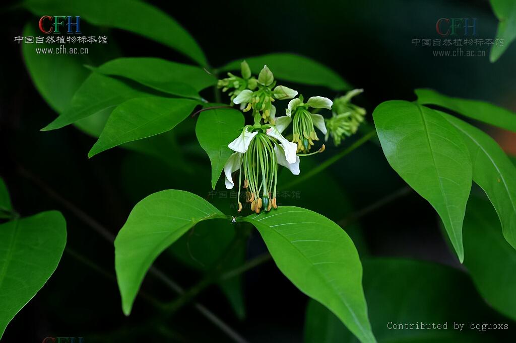  p>鱼木属(crateva l.