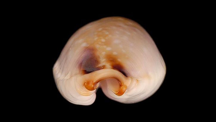  p>普吉宝螺(学名:erosaria gangranosa gangrano