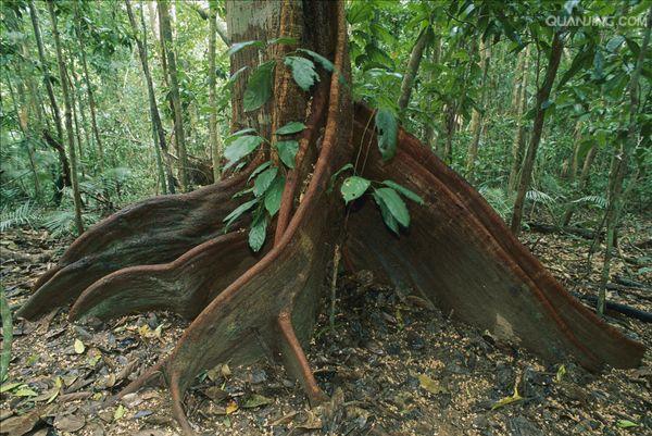  p>板根(plank buttresses root)亦称"板状根",热带雨林植物 a href="