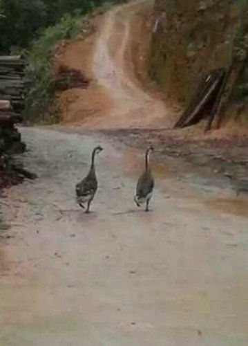 两只鹅