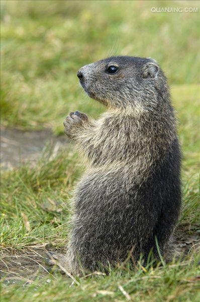 p>喜马拉雅旱獭(学名: i>marmota himalayana /i>)别名哈拉, a href=