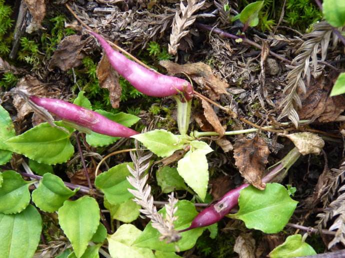 tripterospermum lanceolatum (hayata) hara ex satake