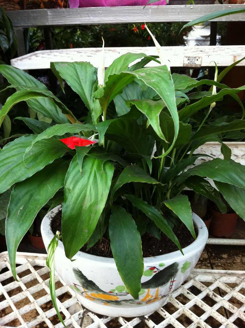  p>芋属,分布于亚洲热带及亚热带地区,我国有8种,大都产江南各省.