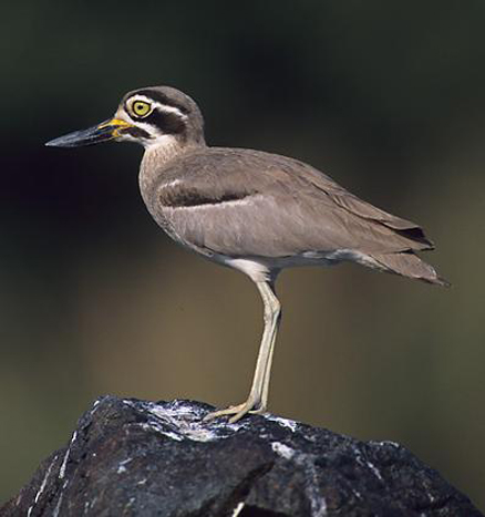  p>大石鸻(学名: i>esacus magnirostris /i>),是 a href="#" data