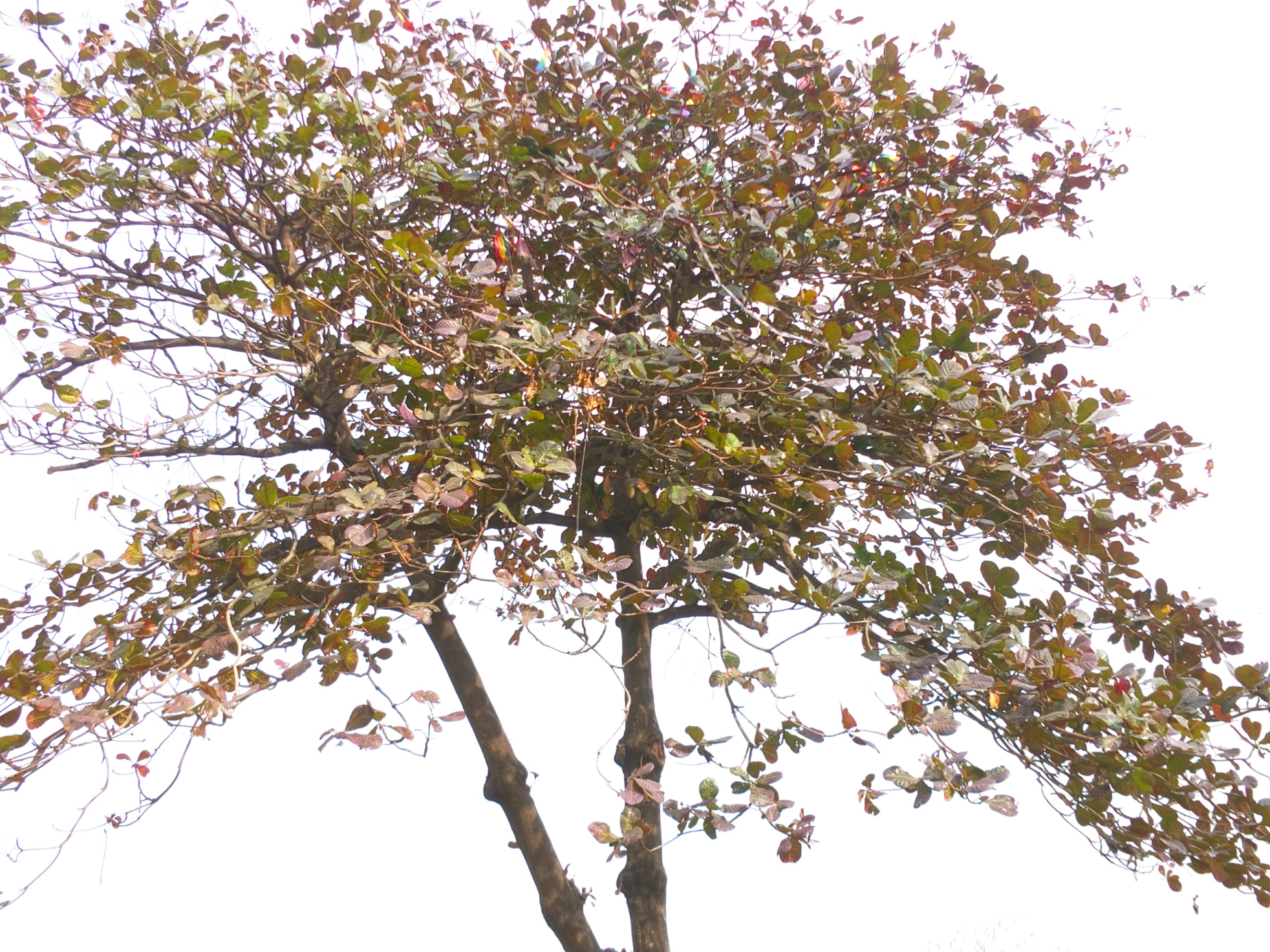  p>榄仁树(学名: i>terminalia catappa /i> l.