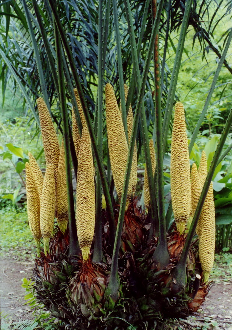 国家Ⅰ级保护植物