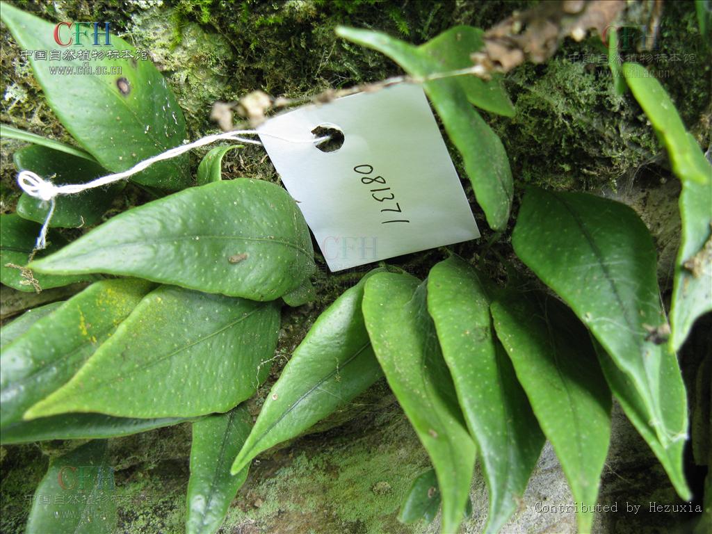 lepidogrammitis ching