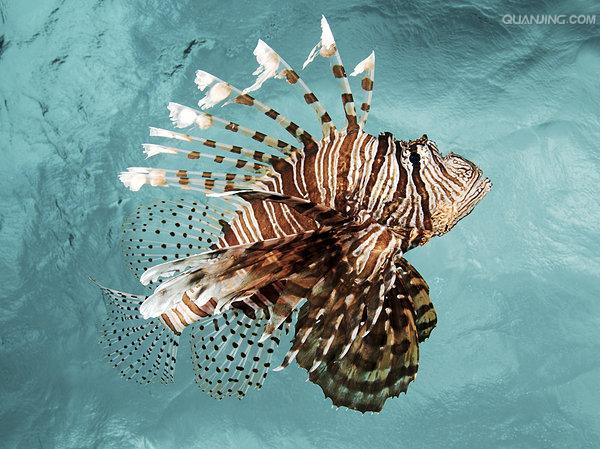  p>蓑鲉(学名: i>pterois volitans /i>)是鲉科,蓑鲉属硬骨鱼.