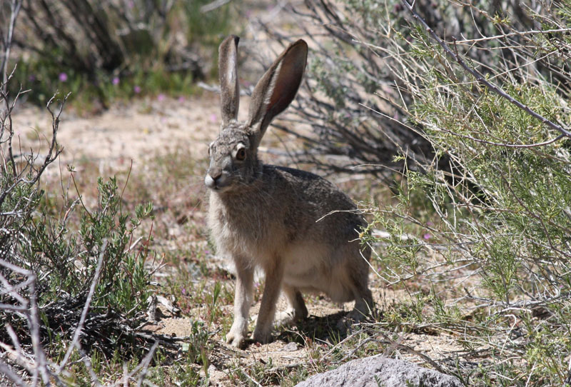 black-tailed jackrabbit