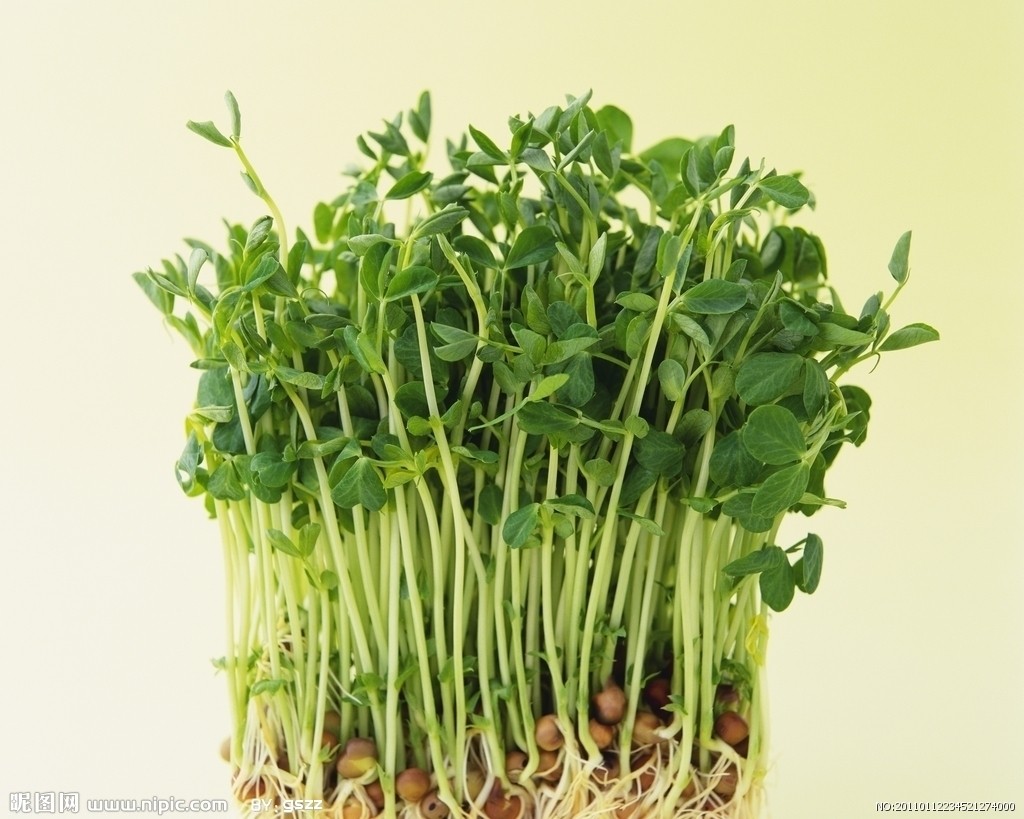  p>豆芽,也称芽苗菜,又名 a target="_blank" href="/item/巧芽">巧芽