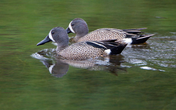  p>蓝翅鸭(学名:anas discors)是雁形目,鸭科的 a href="#" data