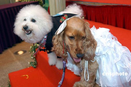 雄壮的婚礼进行曲,艳丽的婚纱礼服,红色的结婚证书,粉色的洞房,宠物