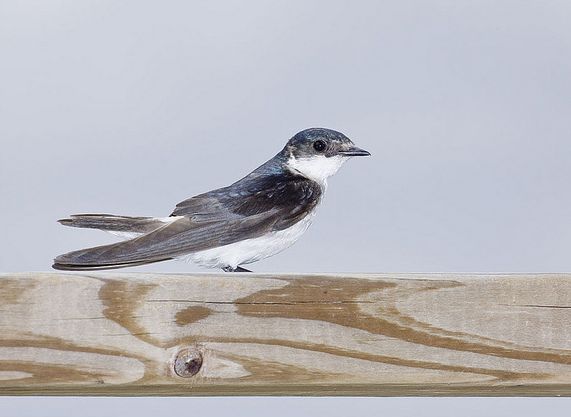  p>红树燕是 a href="#" data-lemmaid="3516708">脊索动物门 /a>, a