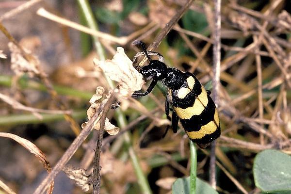 cichorii linnaeus,横纹芫菁是台湾名字,(中)黄黑小斑蝥,眼斑芫菁,(港