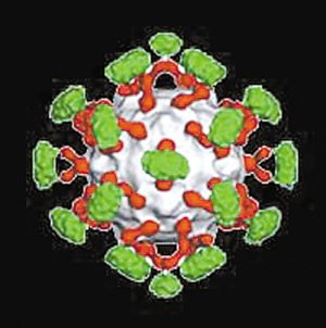 是一种 a href="#" data-lemmaid="3272733">肠病毒 /a>(enterovirus)