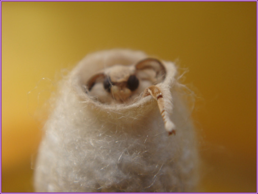  p>蚕蛾的形状像蝴蝶,全身披着白色鳞毛,但由于两对翅较小,已失去飞翔