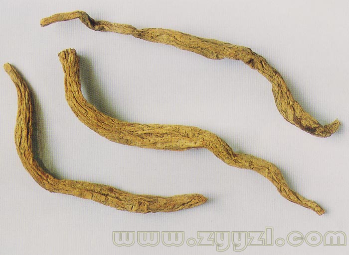  p>蔓生百部,多年生缠绕草本.