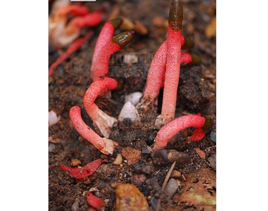  p>蛇头菌学名为"mutinus caninus",可以称得上是最丑陋的菌类.