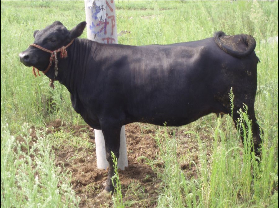  p data-id="gnytrywbtx">黑牛是牛科牛属动物,一般指皮毛为黑色的牛