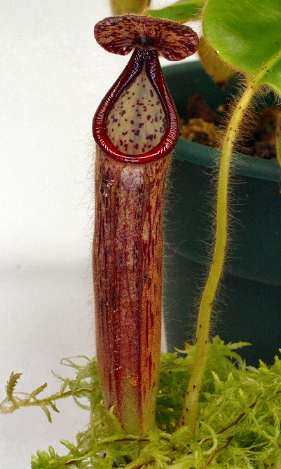 nepenthes glandulifera