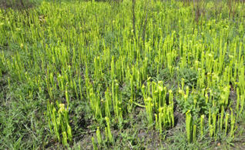  p>绿瓶子草(学名:sarracenia oreophila)是一种相对体形较大,气质