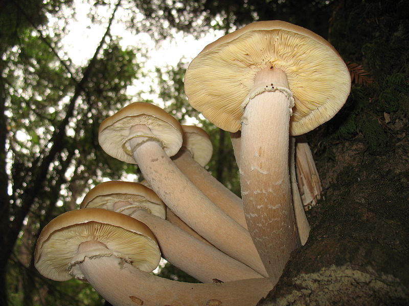 p>奥氏蜜环菌(armillaria solidipes)是 a target="_blank" href="