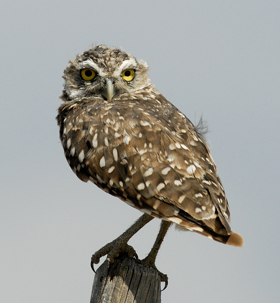 north american burrowing owl