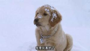 神犬也疯狂7