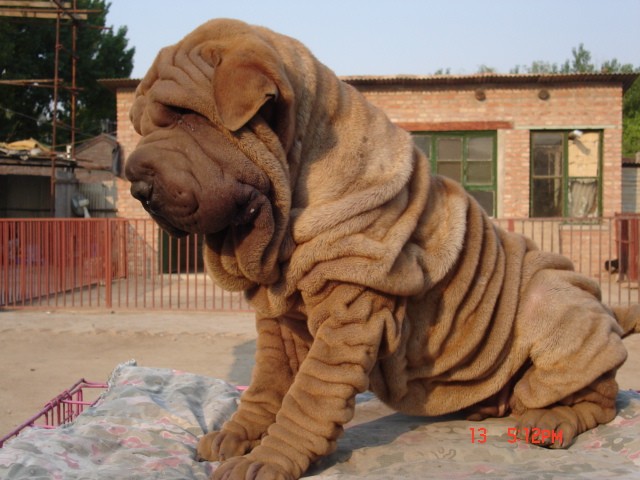 犬,英文名 sharpei,产于中国广东南海大沥镇一带,是世界名种斗狗之一