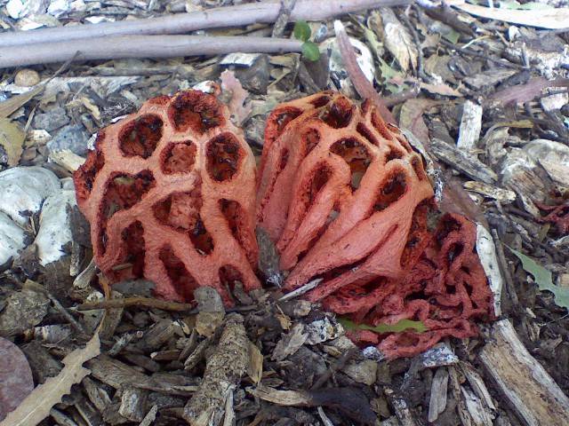  p>红笼头菌(clathrus ruber)是 a href="#" data-lemmaid="9223623">