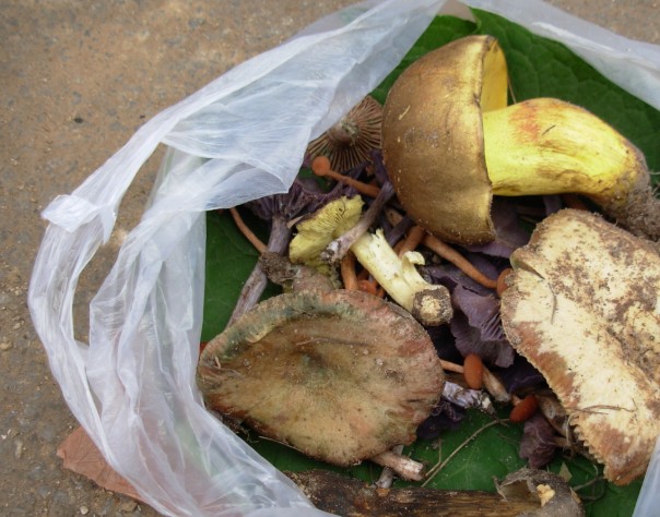 href="#" data-lemmaid="5596860">大脚菇 /a>,白牛肝菌