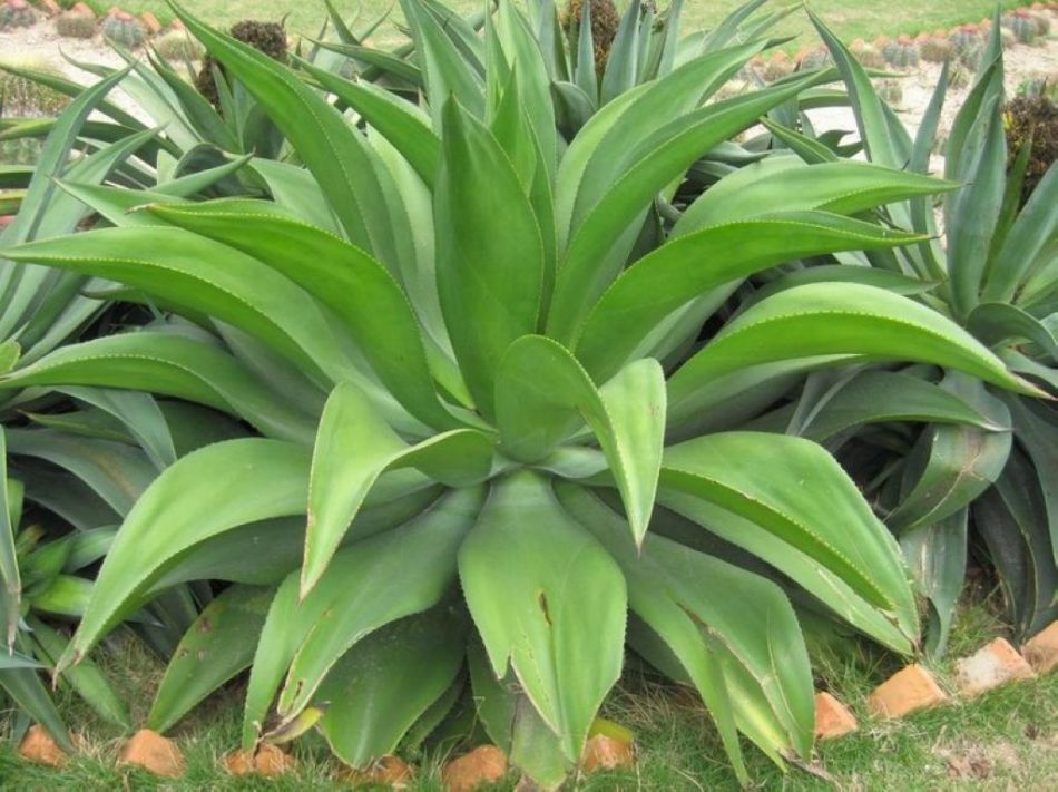植物观叶