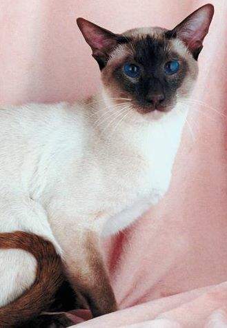  p>东奇尼猫是英美两地用 a href="#" data-lemmaid="556082">暹罗猫 