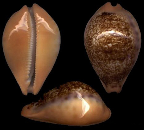 austrasiatica langfordi cavatoensis