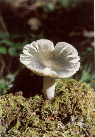  p>绿菇学名 a href="#" data-lemmaid="6523593">变绿红菇 /a>,青