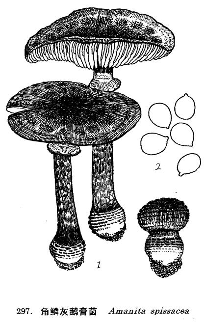  p>角鳞灰鹅膏菌,子实体中等大,全体灰色至灰褐色.
