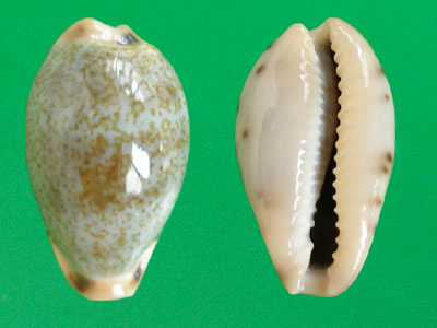  p>黄齿宝螺(学名:erronea xanthodon xanthodon)是腹足纲宝螺科的 a