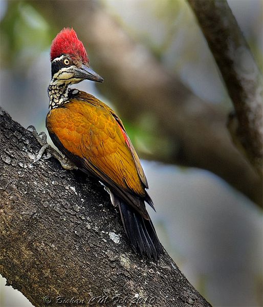  p>社会岛大金背啄木鸟(学名:chrysocolaptes lucidus socialis)是鴷