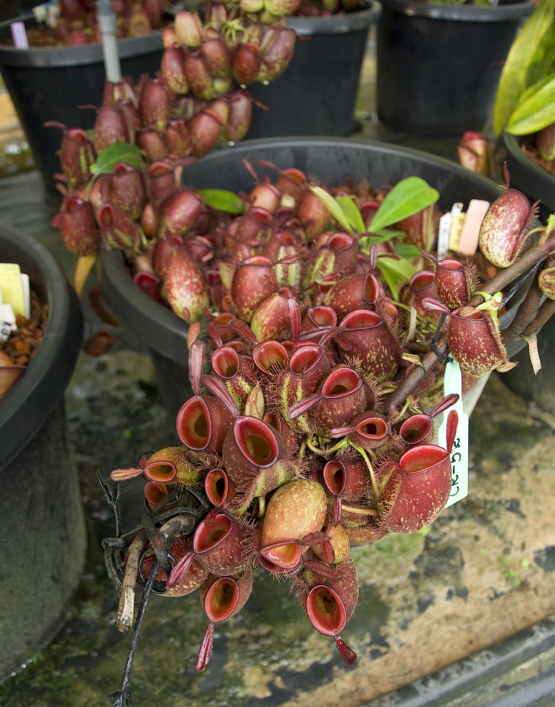  p>苹果猪笼草(n.