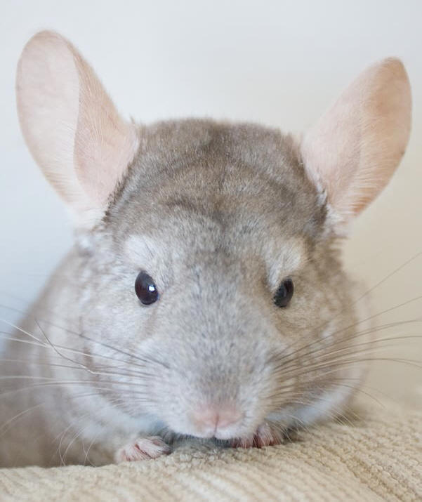  p> a target="_blank" href="/item/毛丝鼠/3032766" data-lemmaid="