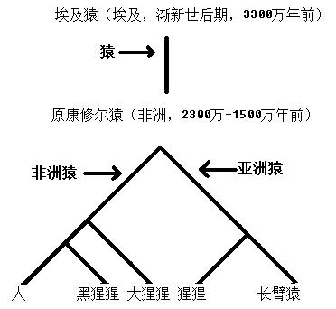 人类演化历程