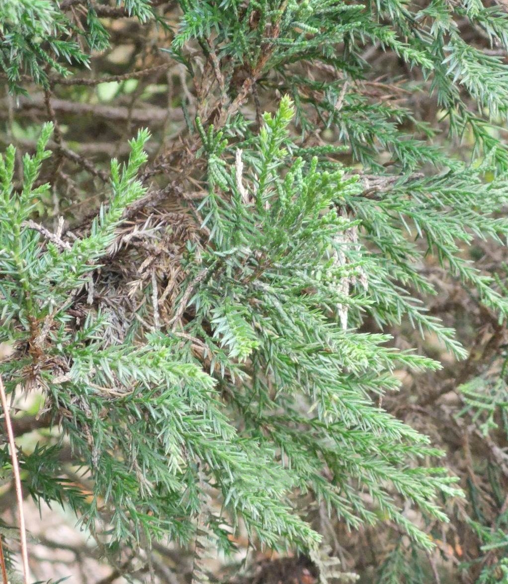  p>刺柏(学名: i>juniperus formosana /i> hayata)是柏科,刺柏属 a