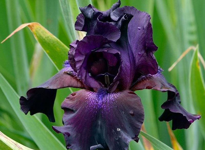  p>黑花鸢尾(学名: i>iris nigricans /i> dinsm.