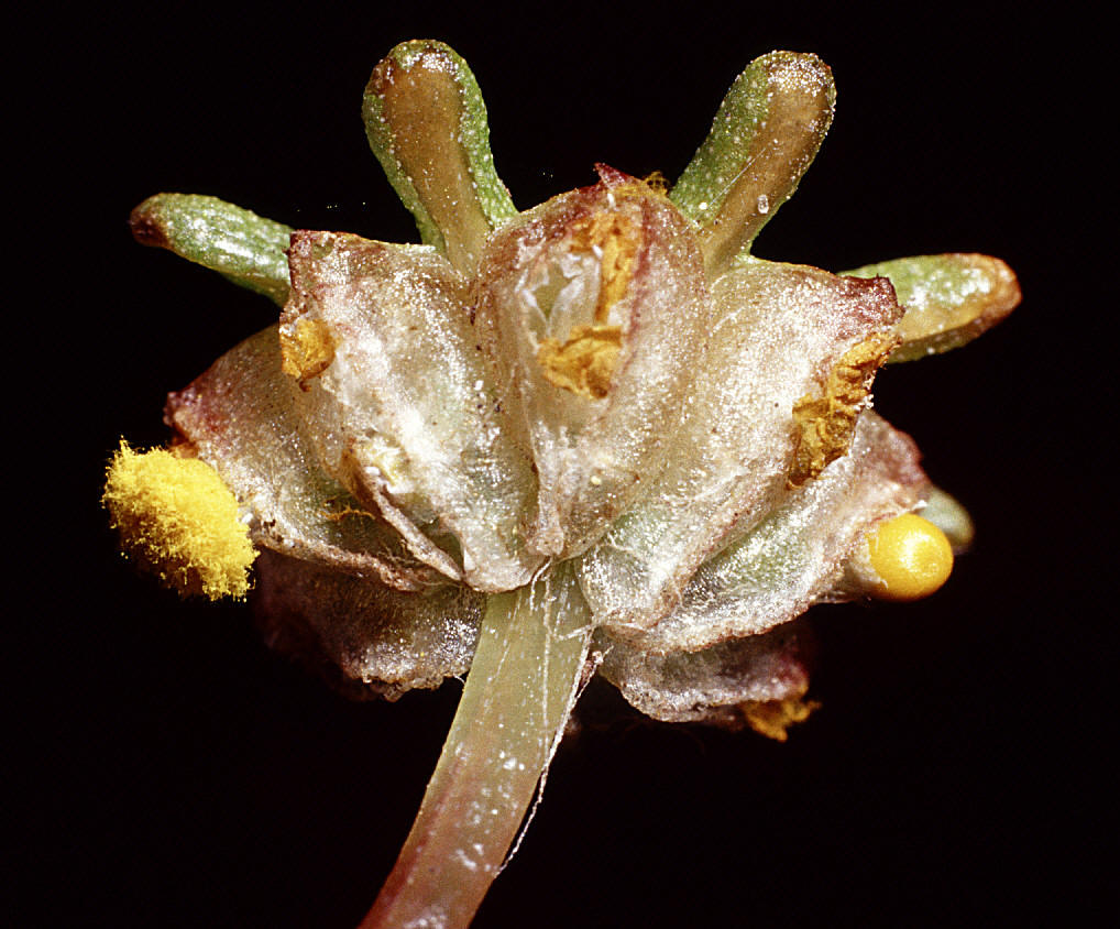  p data-id="gnx1x91o35">颈卵器植物包括了苔藓植物,蕨类植物和裸子